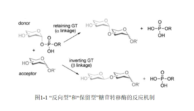 ����󳦸˾�ȫϸ���߻��ϳ���Ƥ������